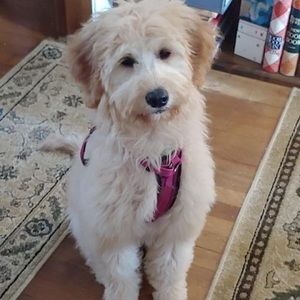 Meet your Posher, Denise